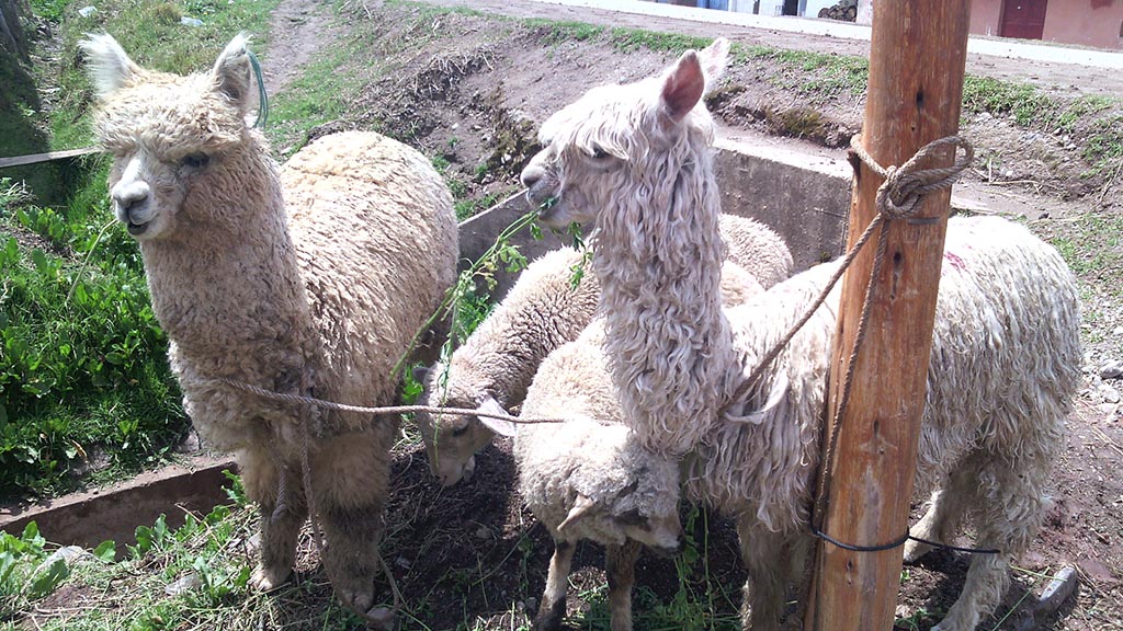 alpacas ovelha